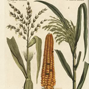 Corn and millet