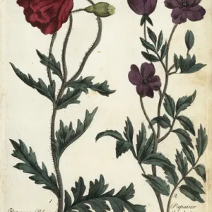 Corn rose, Papaver rhoeas, and welch poppy