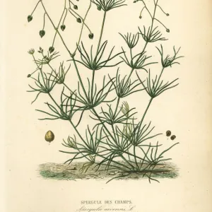 Corn spurry, Spergula arvensis