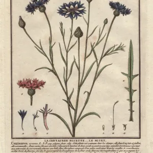 Cornflower or bluet, Centaurea cyanus