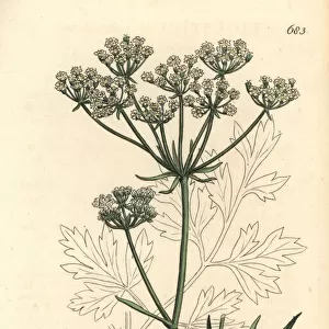 Cornish lovage or licorice-root, Physospermum cornubiense