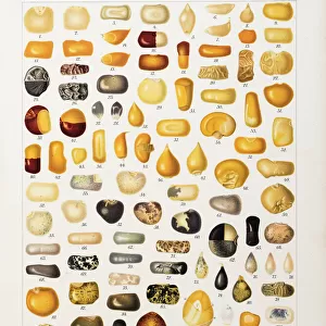 Corns and grains at different stages of development