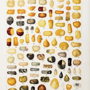 Corns and grains at different stages of development