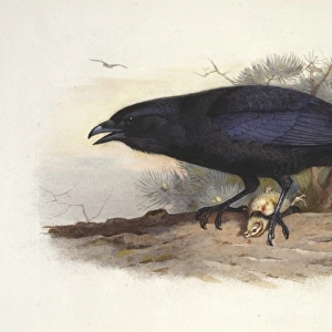 Corvus corax, northern raven