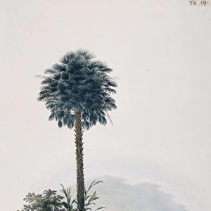 Corypha cerifera, Brazilian wax palm