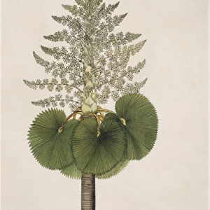 Corypha taliera, tara palm