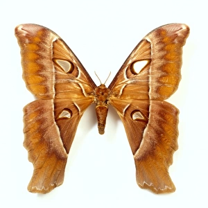 Coscinocera hercules, Austrlian hercules moth