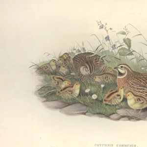 Coturnix coturnix, common quail