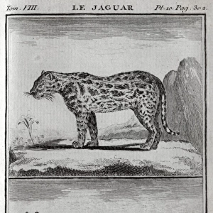 A cougar and a jaguar