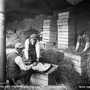 Counting and Packing Eggs in Crates for Shipment
