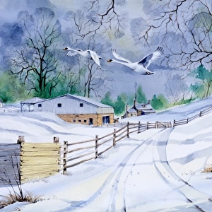 Country lane in winter, with two flying swans