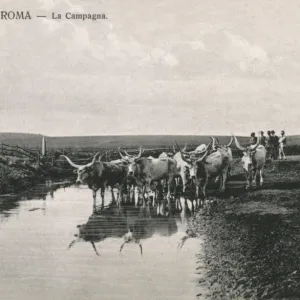 Countryside outside Rome - Cattle