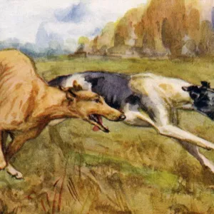 Coursing greyhounds