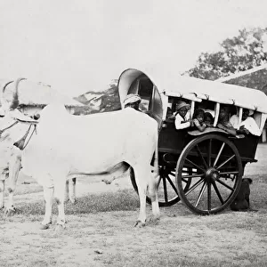 Covered ox cart for transporting people, gharry, gharri, In