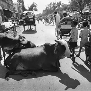 Cows in Jaipur street, India
