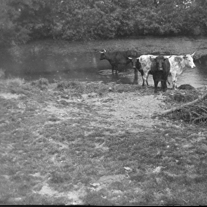 Cows at St Nons pond, St Davids, Pembrokeshire, South Wale