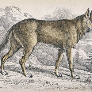 Coyote, American jackal or prairie wolf (Canis latrans)