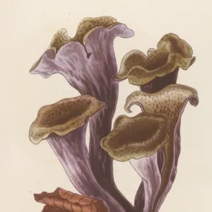 Craterellus Cornucopiode