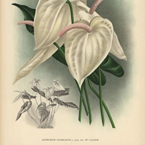 Cream colored flamingo flower or anthurium