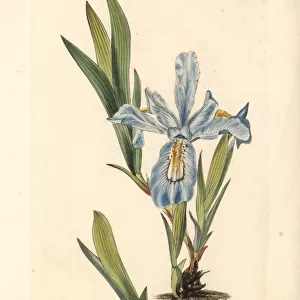 Crested iris, Iris cristata