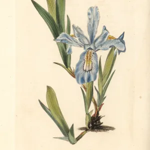 Crested iris, Iris cristata