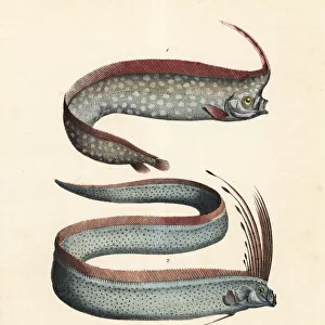 Crested oarfish and oarfish