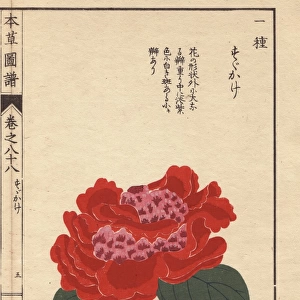 Crimson camellia, Susukage, Thea japonica Nois