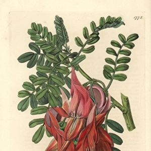 Crimson glory-pea or kaka beak, Clianthus puniceus