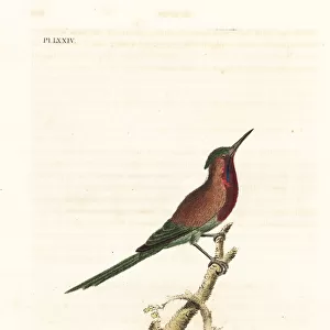 Crimson sunbird, Aethopyga siparaja seheriae