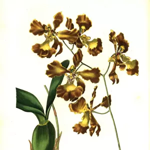 Crisped-flowered oncidium, Oncidium crispum