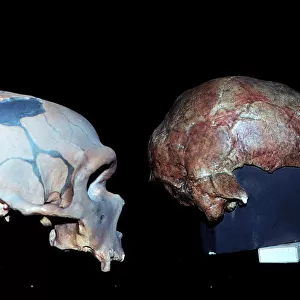 Cro-magnon and Neanderthal skull comparison