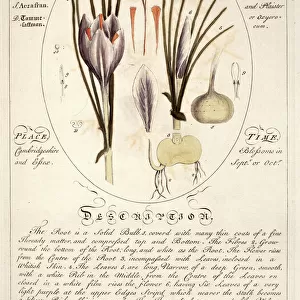 Crocus sativa, saffron