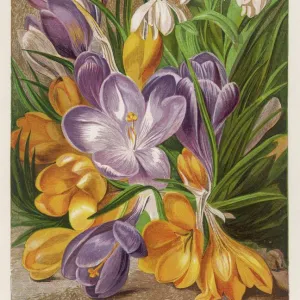 Crocus and Snowdrops