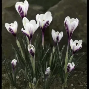 Crocus Versicolor Crocus Versicolor