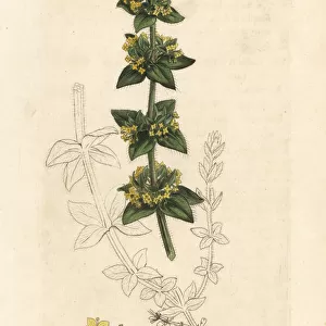 Crosswort or smooth bedstraw, Cruciata laevipes