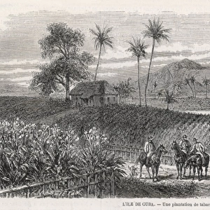 Cuban tobacco plantation