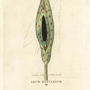 Cuckow-pint or wake robin, Arum maculatum