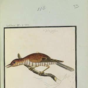 Cuculous plagosus, Latham Collection, Vol. 2