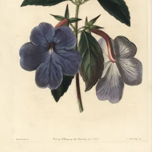 Cupids bow, Achimenes longiflora