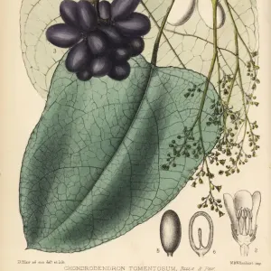 Framed Print of Curare, Chondrodendron tomentosum Print, 1880. Framed Print  from Mary Evans