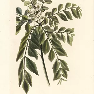 Curry tree or curry leaf tree, Murraya koenigii