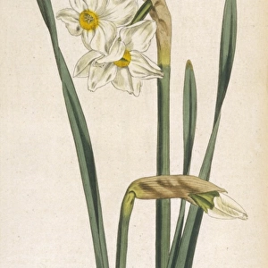 Curtis / 2Flower Narcissus