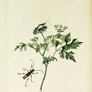 Curtis British Entomology Plate 11