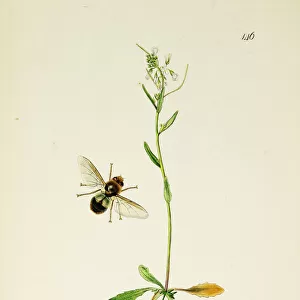Curtis British Entomology Plate 146