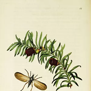 Curtis British Entomology Plate 18