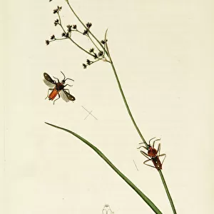 Curtis British Entomology Plate 2