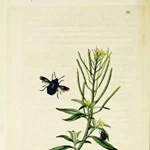 Curtis British Entomology Plate 20