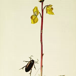 Curtis British Entomology Plate 207