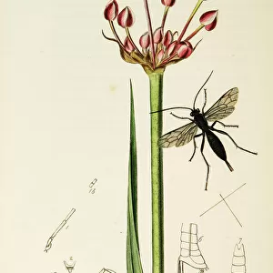 Curtis British Entomology Plate 214