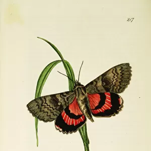 Curtis British Entomology Plate 217